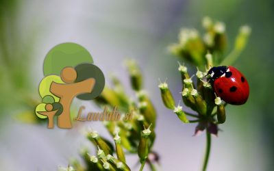 Círculo Laudato Si’ SAO